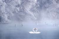 84 - WINTER LOVE - LI CHUNLING - china <div